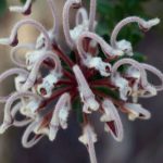 Australian Bush Flower